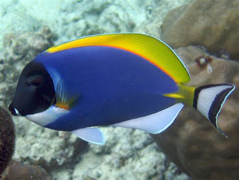 blue fish|15 Types of Blue Fish in the Ocean .